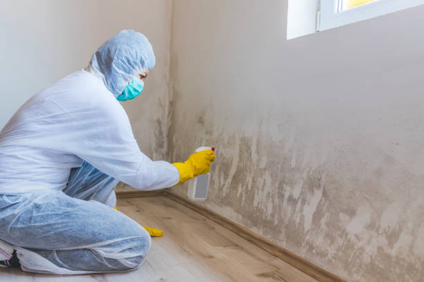 Licensed Black Mold Remediation service in Ward, CO - 24 Hour Mold Removal