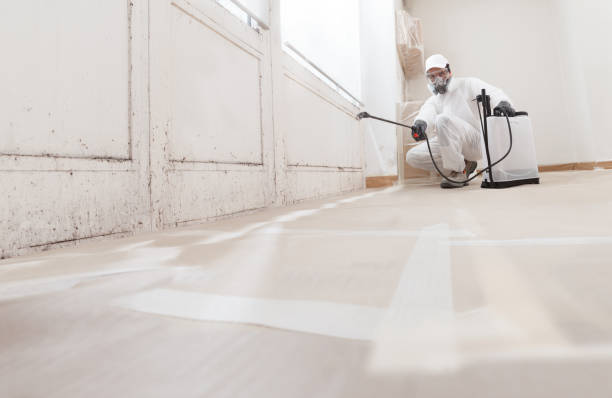 24/7 Emergency Black Mold Remediation experts in Ward, CO