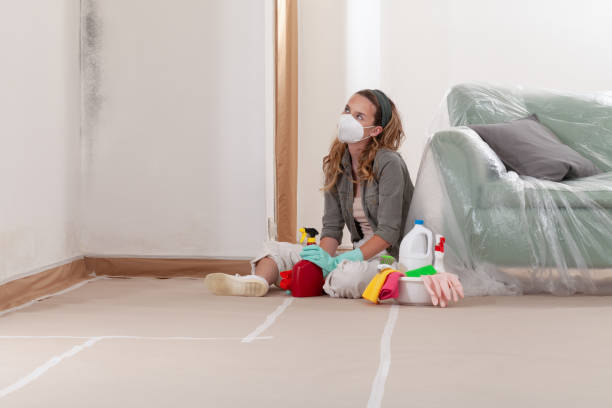 Reliable Black Mold Remediation contractor in Ward, CO by 24 Hour Mold Removal