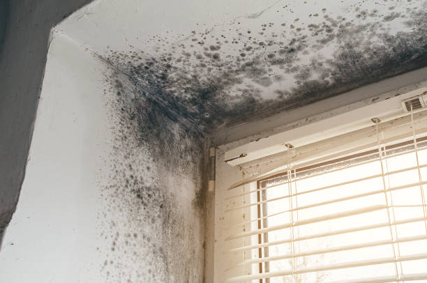 Affordable Black Mold Remediation solutions in Ward, CO