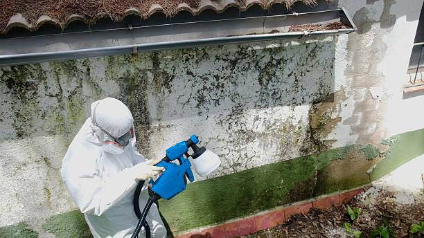 Top rated local Black Mold Remediation specialists in Ward, CO